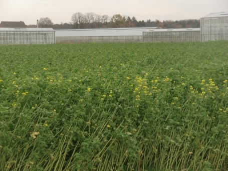 Geldern-Walbeck : Walbecker Straße, Gartenbaubetrieb und Gewächshäuser